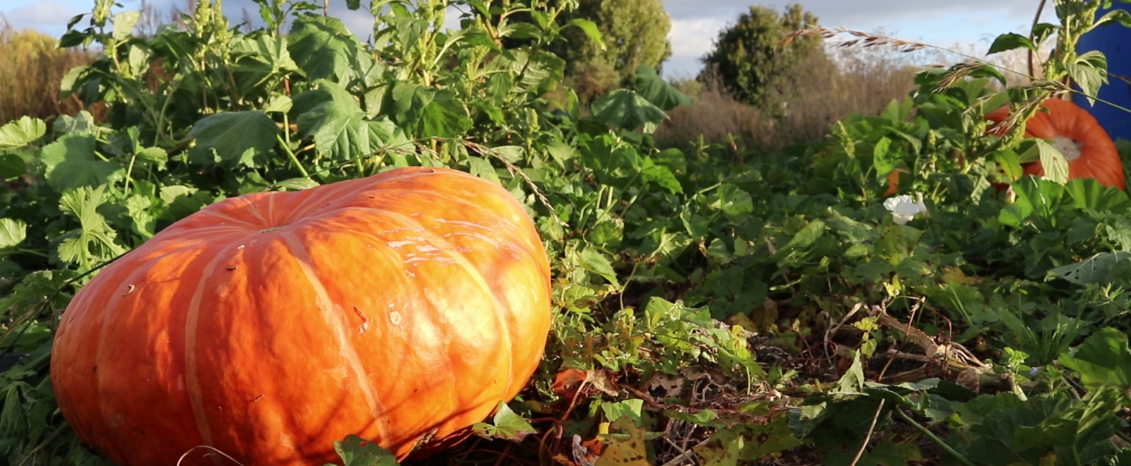 Pumpkins in a community garden