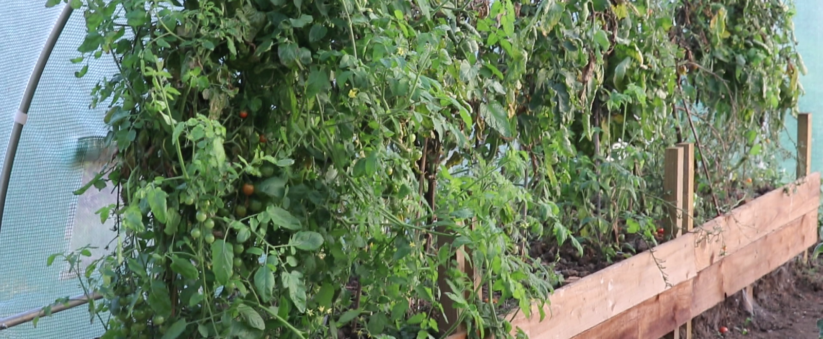 Growing tomatoes in the community garden