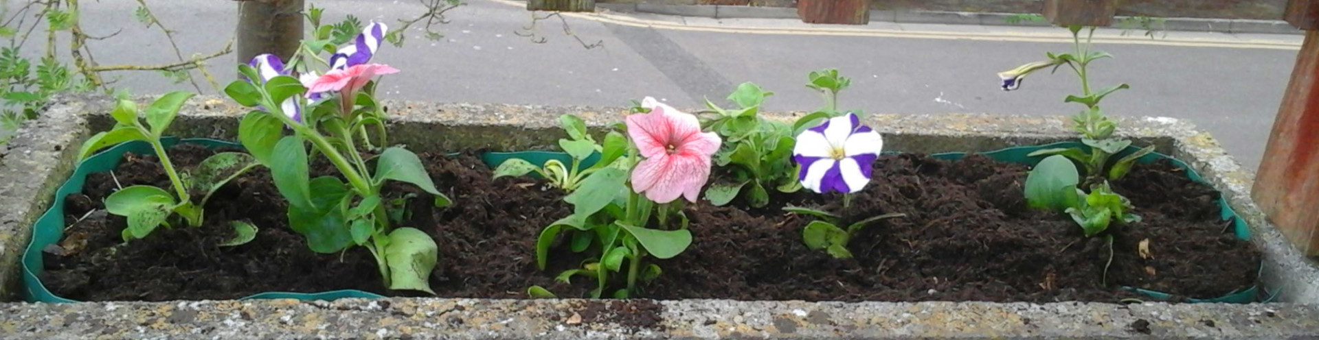 flowers in a pot in the community garden