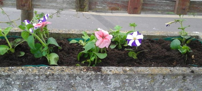 flowers in a pot in the community garden
