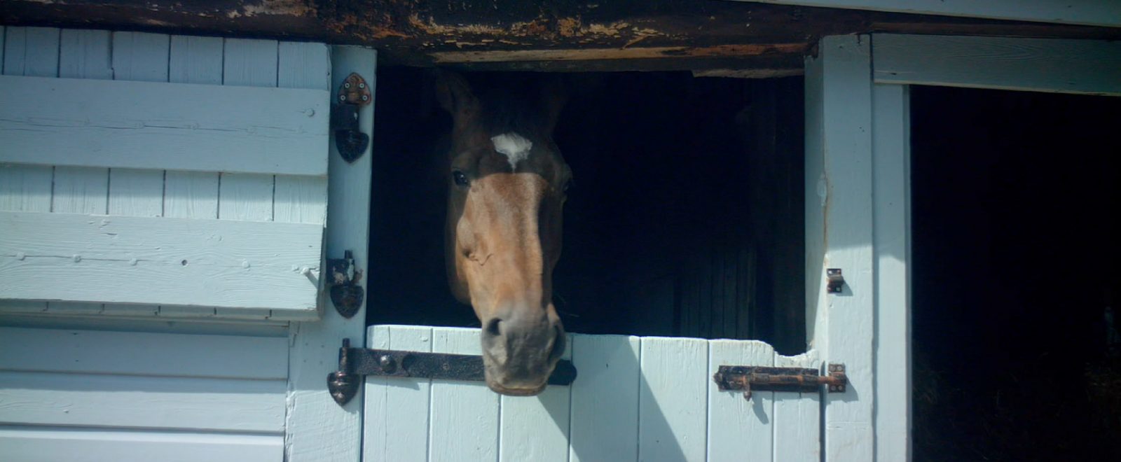 A beautiful horse looking outside from the barn.