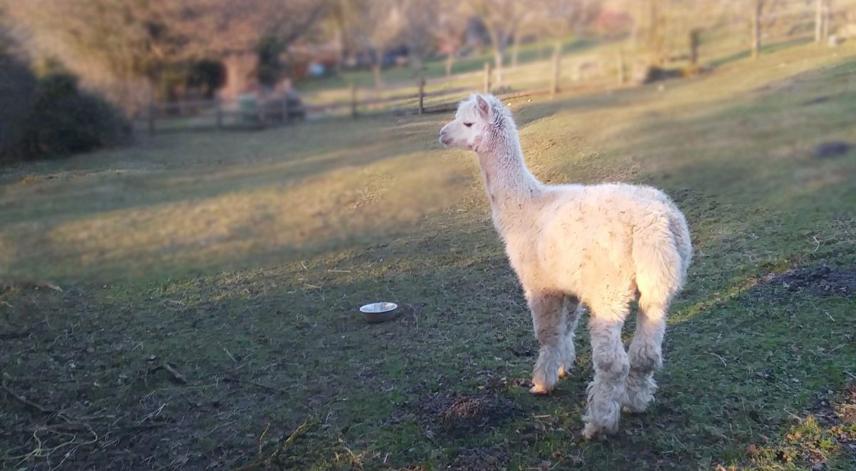 An alpaca in a field.