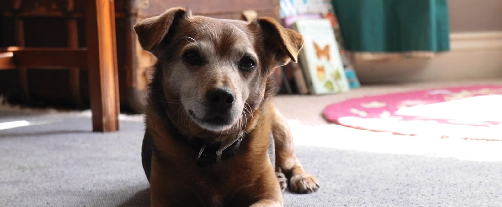 A grant recipient's dog sitting on the floor